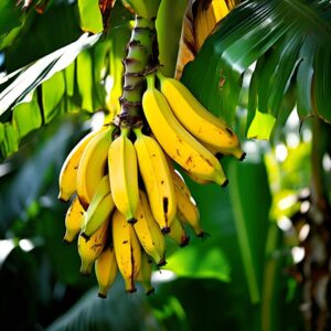 Comment réussir la culture de la Banane