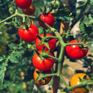 Comment réussir la culture de la Tomate