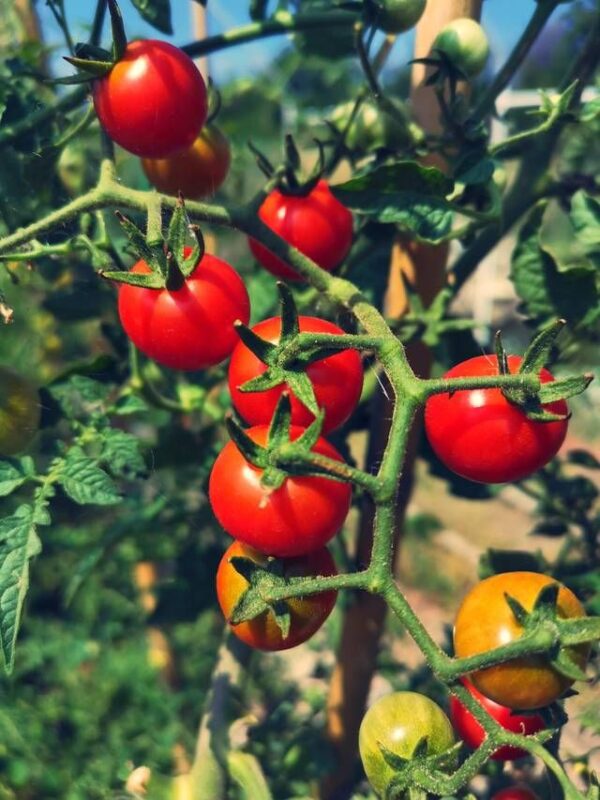 Comment réussir la culture de la Tomate