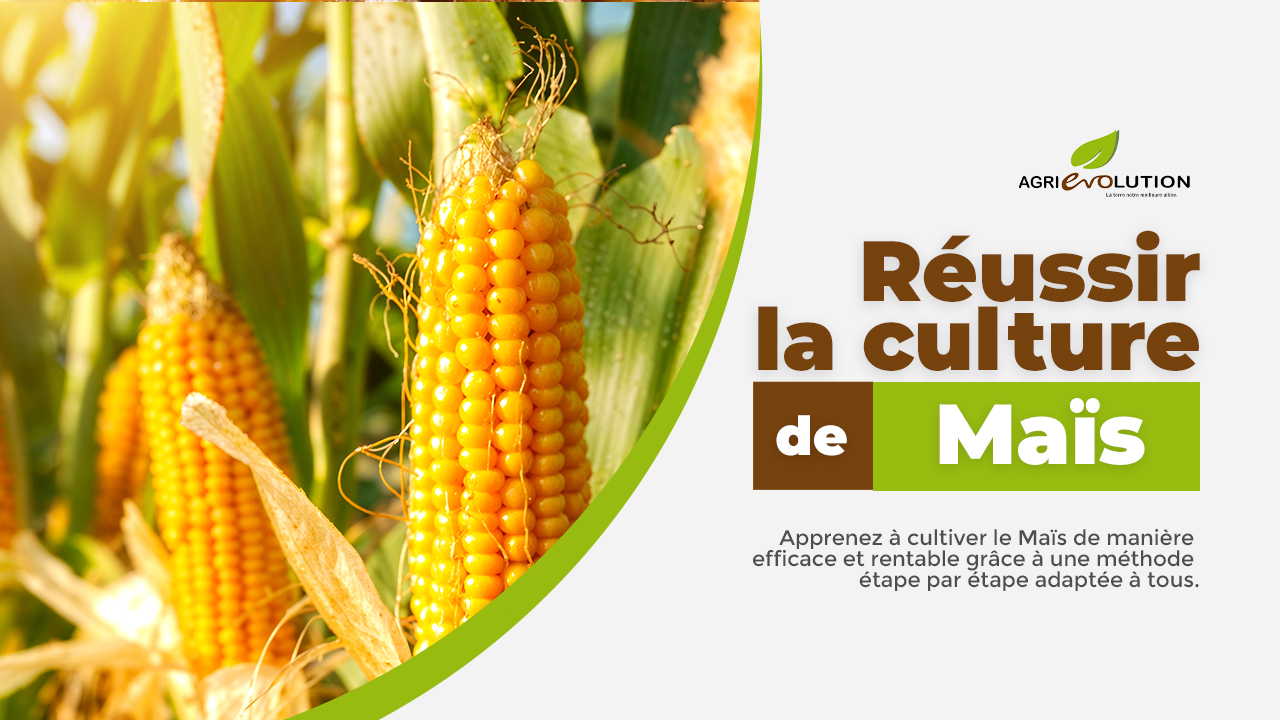 Comment réussir la culture du maïs