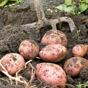 Comment réussir la culture de la Patate