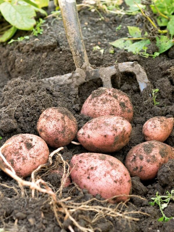 Comment réussir la culture de la Patate