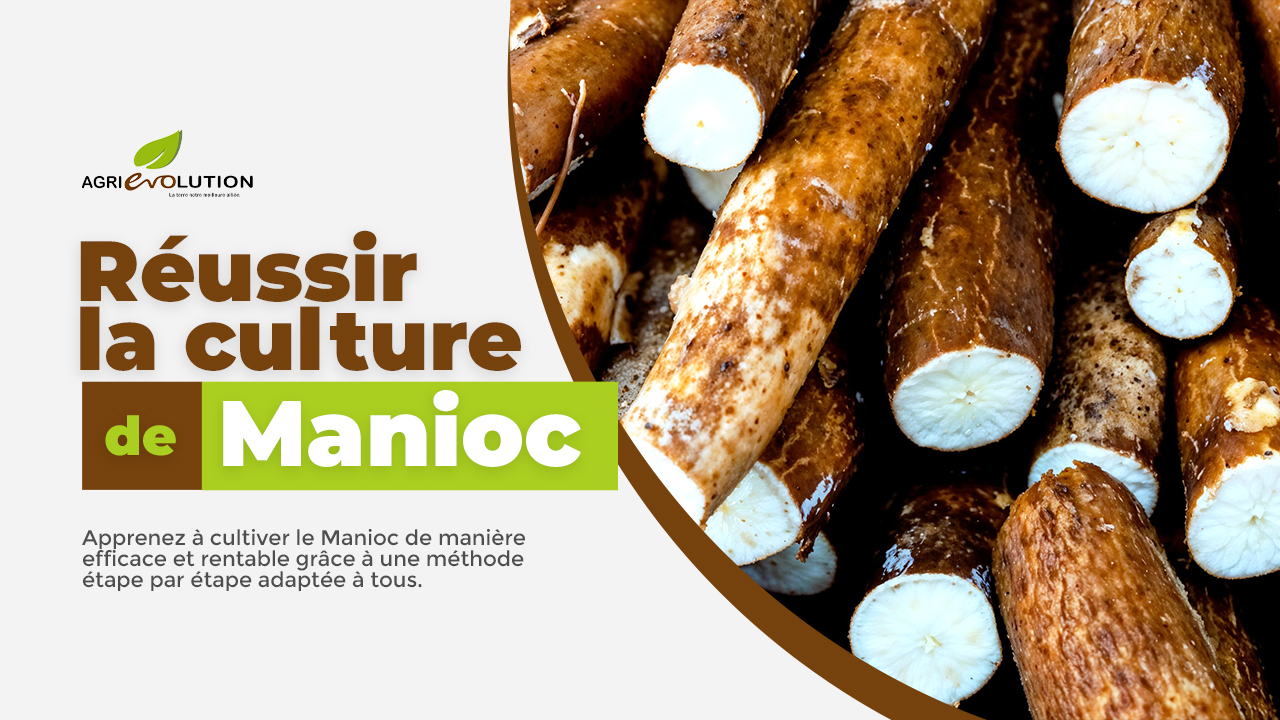 Comment réussir la culture du Manioc