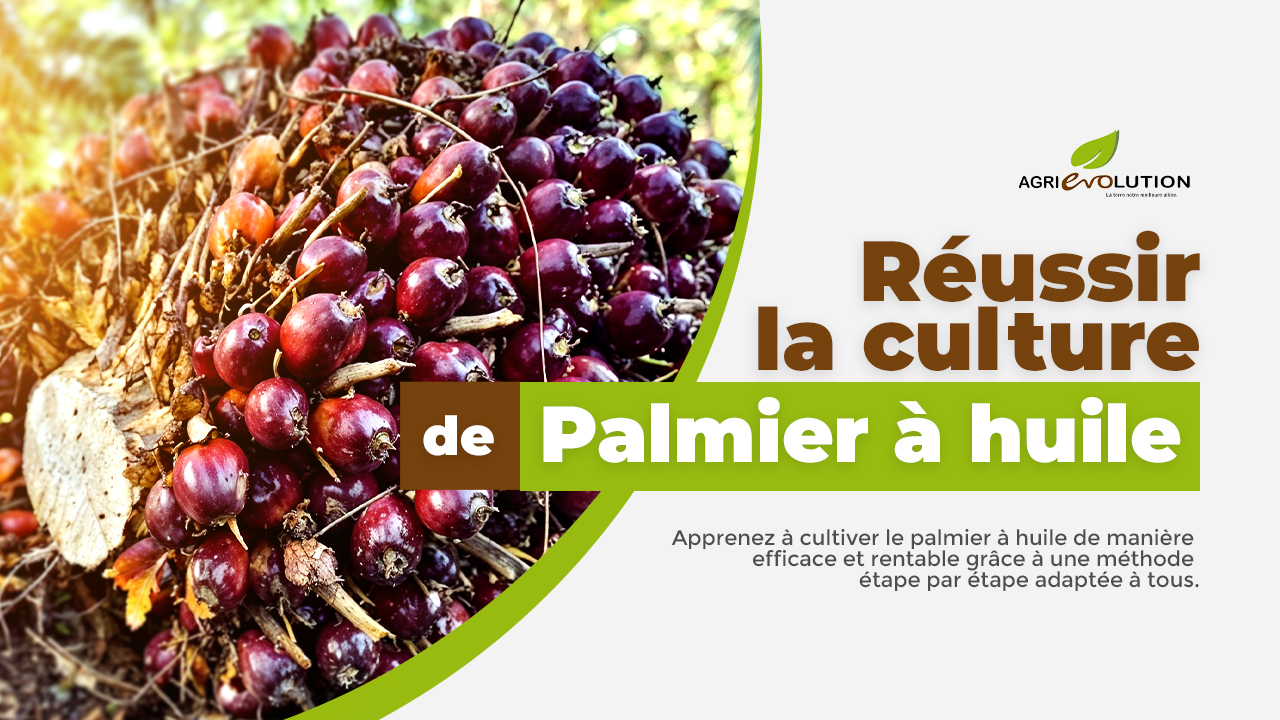 Comment réussir la culture du Palmier à huile