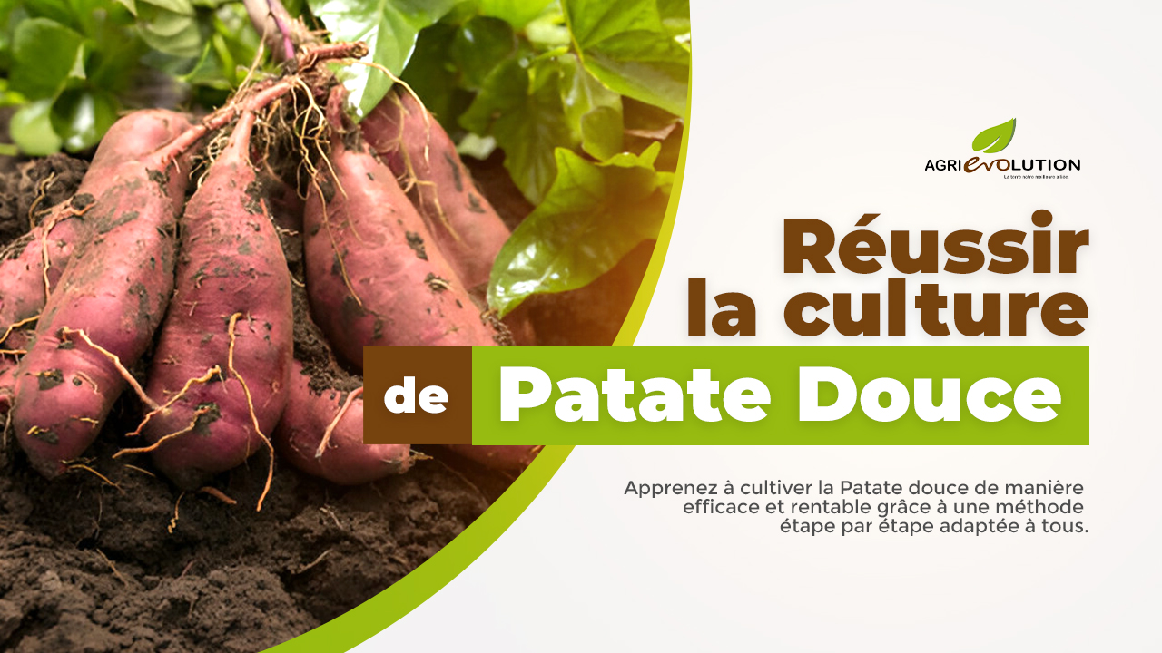 Comment réussir la culture de la Patate