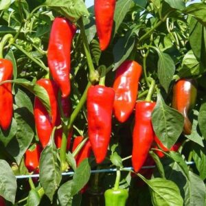 Comment réussir la culture du piment