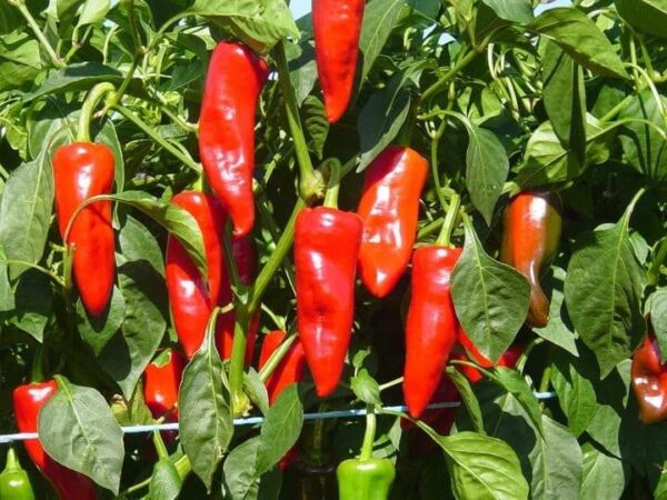 Comment réussir la culture du piment
