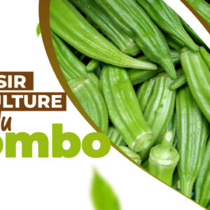 Comment réussir la culture du gombo