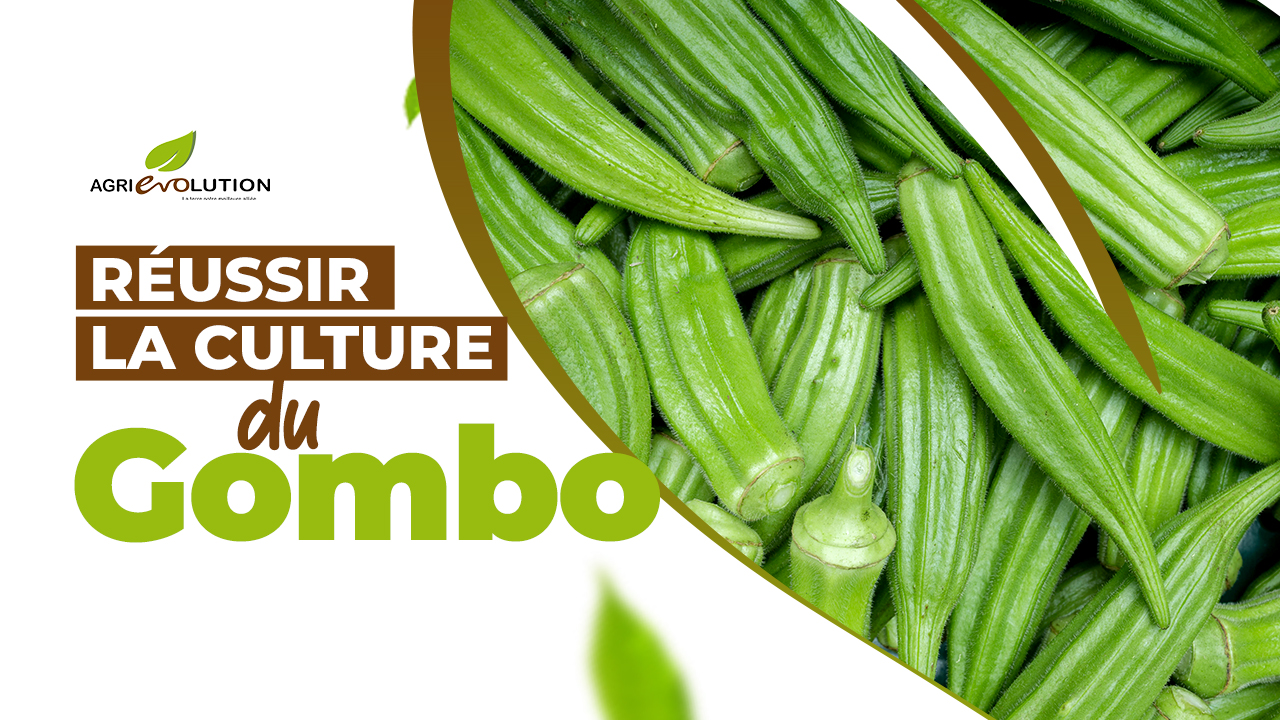 Comment réussir la culture du gombo
