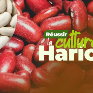 Comment réussir la culture des haricots