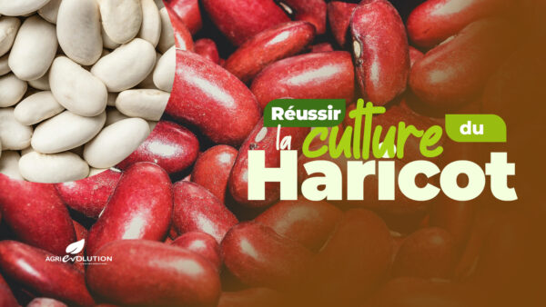 Comment réussir la culture des haricots