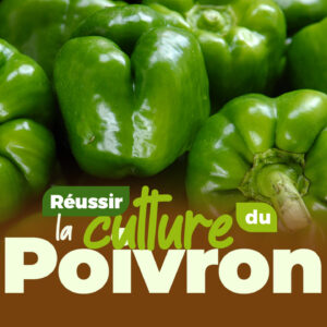 Comment réussir la culture du poivron