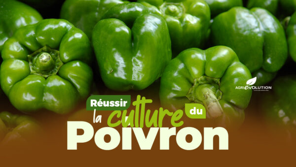Comment réussir la culture du poivron