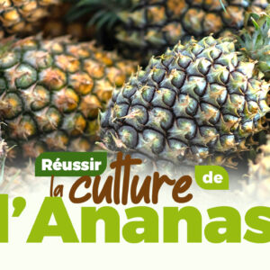 Comment réussir la culture de l'Ananas