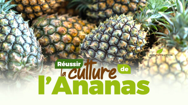Comment réussir la culture de l'Ananas
