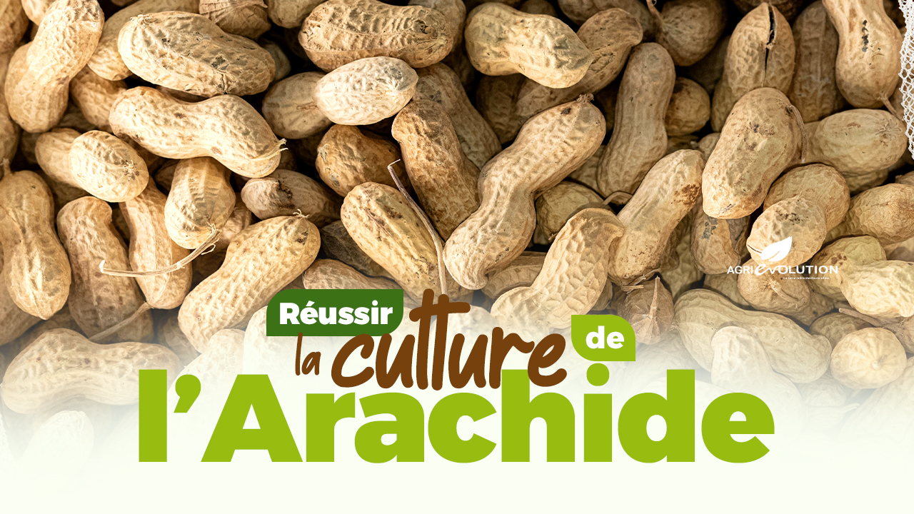 Comment réussir la culture de l’Arachide