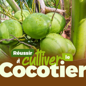 Comment réussir la culture du Cocotier