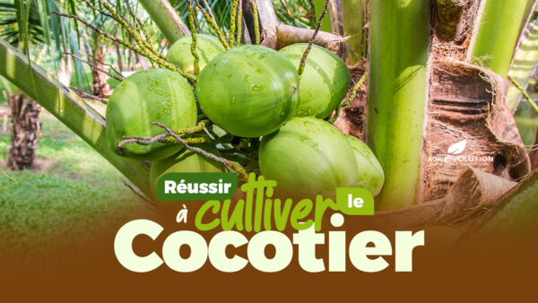 Comment réussir la culture du Cocotier