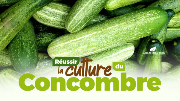 Comment réussir la culture du Concombre