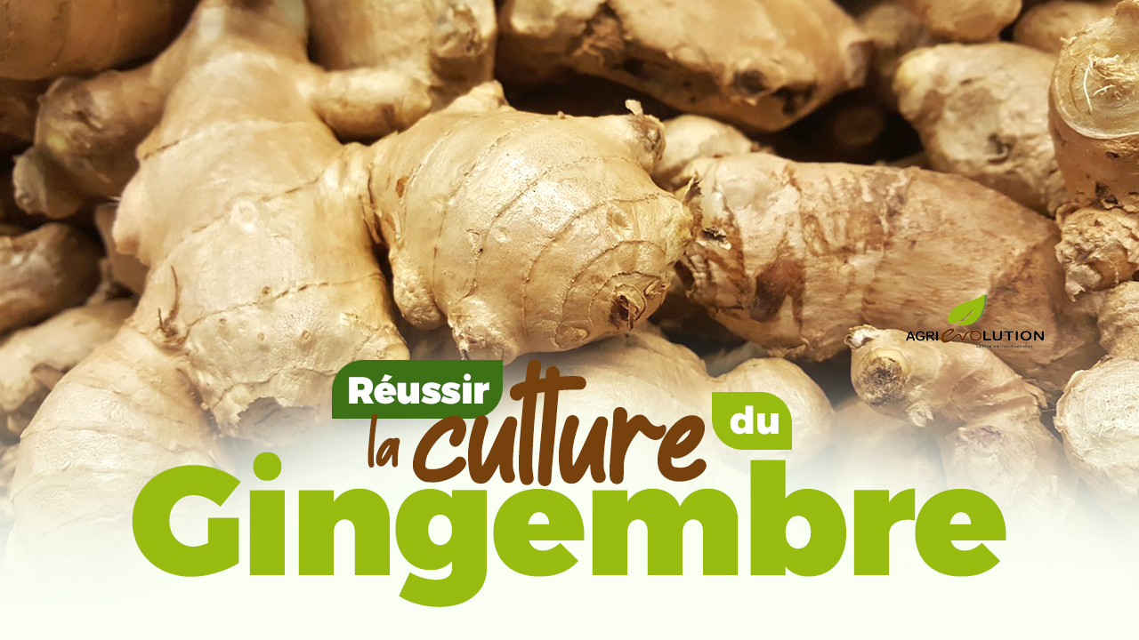 Comment réussir la culture du Gingembre