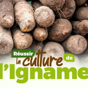 Comment réussir la culture de l'Igname