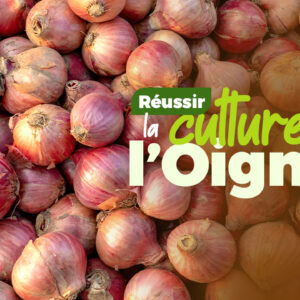 Comment réussir la culture de l'Oignon