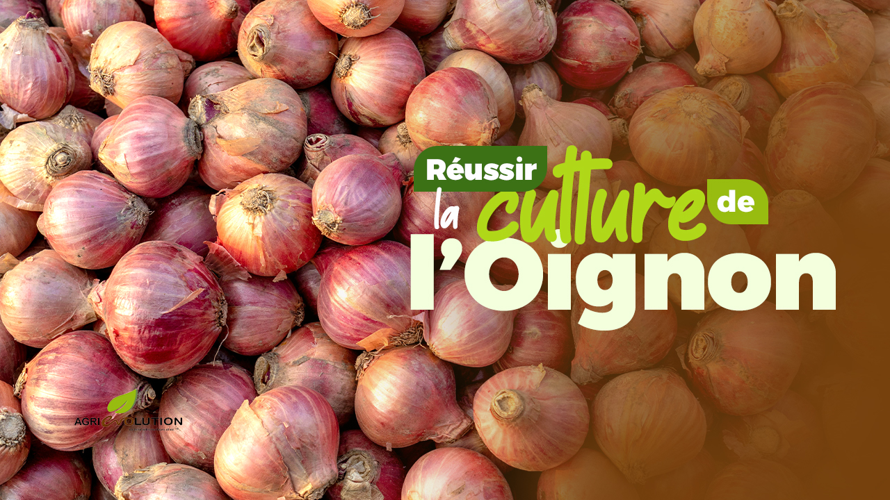 Comment réussir la culture de l’Oignon