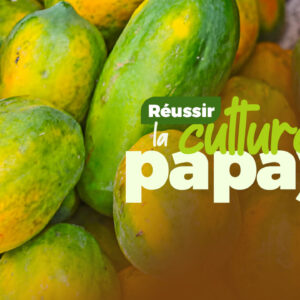 Comment réussir la culture du Papaye