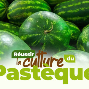 Comment réussir la culture de la pastèque