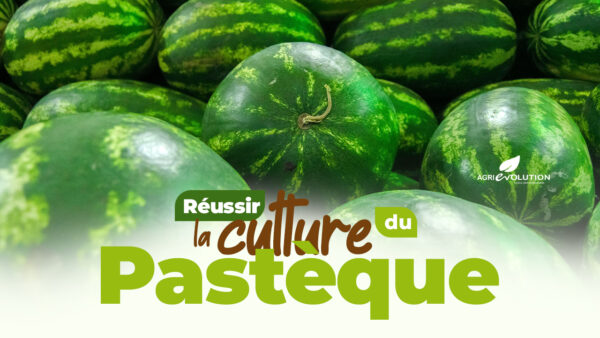 Comment réussir la culture de la pastèque