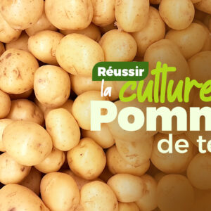 Comment réussir la culture de Pomme de Terre