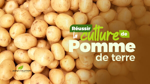 Comment réussir la culture de Pomme de Terre
