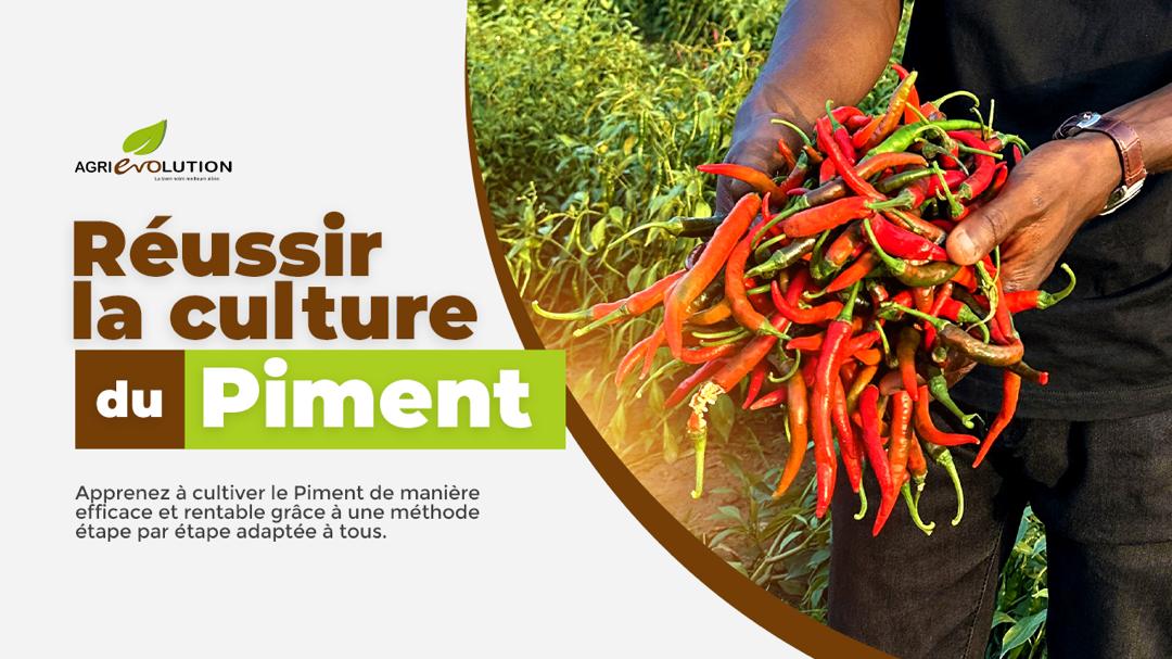 Comment réussir la culture du Piment