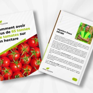 Culture de tomates