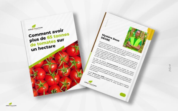 Culture de tomates