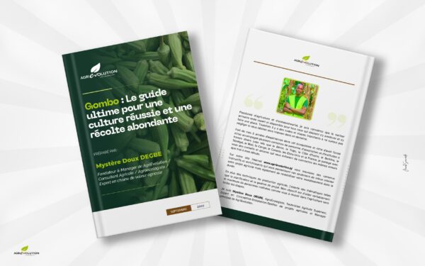 Culture de Gombo