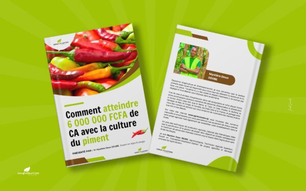 Culture de piment