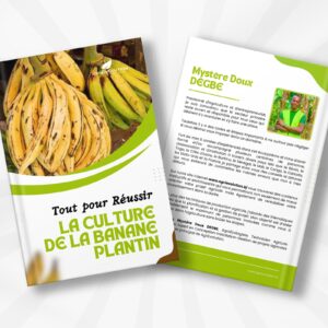 Culture BANANE PLANTIN