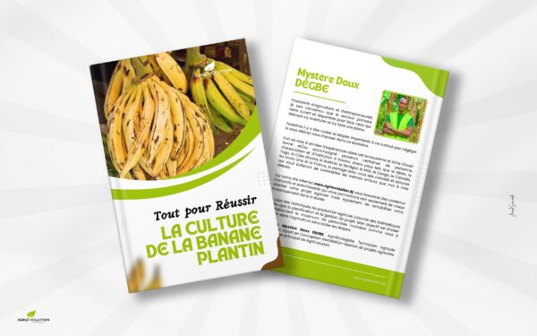 Culture BANANE PLANTIN